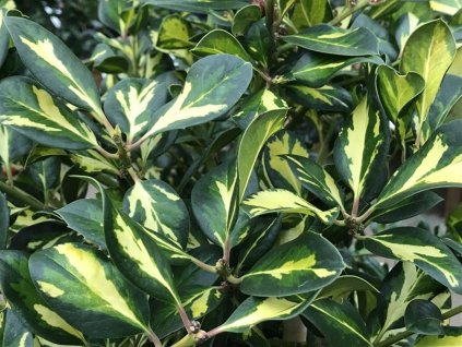 Cezmína altaclerentská 'Lawsoniana'