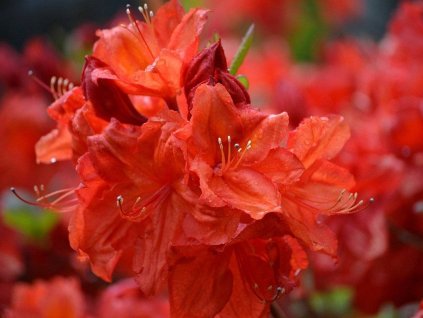 Azalka 'Feuerkopfchen'