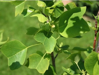 Ľaliovník tulipánokvetý 'Ardis'