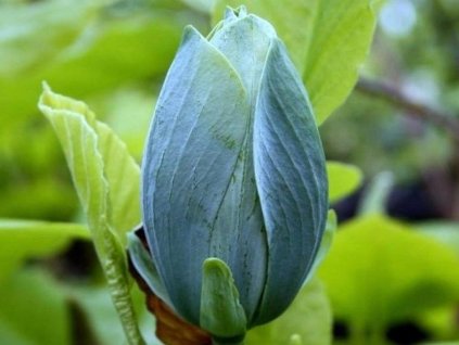 Magnólia  'Blue Baby'