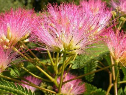 Albízia ružová 'Tropical Dream'