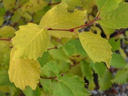 Jelša lepkavá 'Aurea'