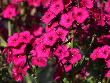 Flox metlinatý 'Aida'  - Phlox paniculata 'Aida'