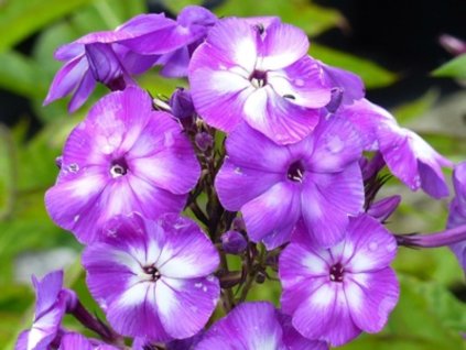 Flox metlinatý 'Little Laura'  - Phlox paniculata 'Little Laura'