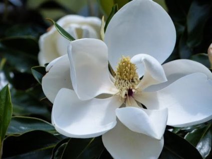 Magnólia veľkokvetá 'Twenty Four Below'