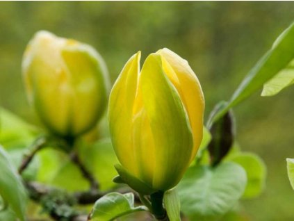 Magnólia 'Green Bee'