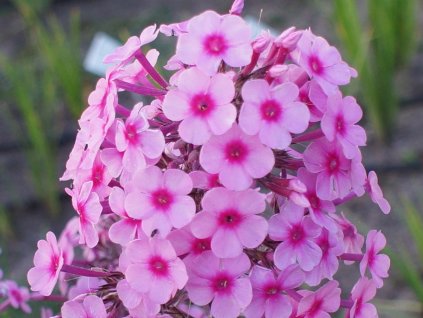 Flox metlinatý 'Miss Pepper'  - Phlox paniculata 'Miss Pepper'