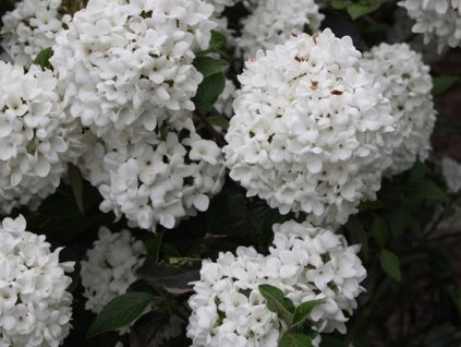 Kalina 'Eskimo'