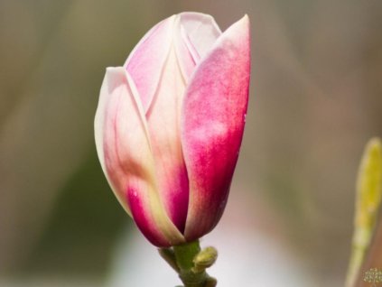 Magnólia 'Rose Marie'