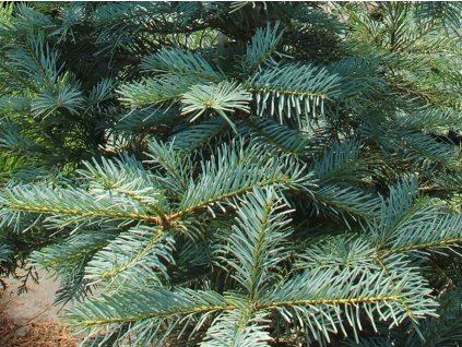 Jedľa modrá 'Leuteneggeri'