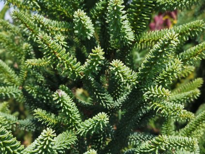 Jedľa španielska 'Fastigiata'