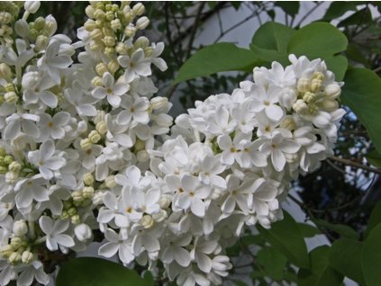 Orgován obyčajný 'Excellent'