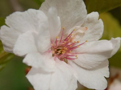 Čerešňa vtačí 'Pendula'