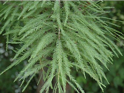 Tisovec dvojradý 'Shawnee Brave'