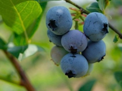 Kanadská čučoriedka  'Brigitta Blue'