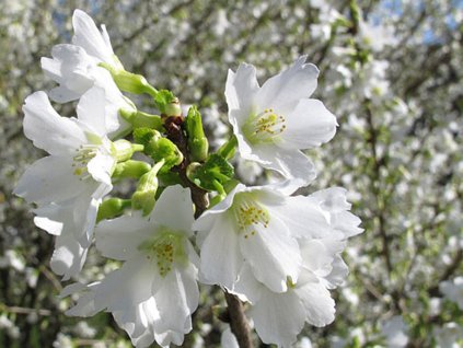 Okrasná čerešňa 'Yamadei'
