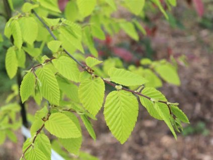 Hrab obyčajný 'Williamson's Gold'