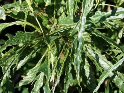 Gaštan jedlý 'Asplenifolia'
