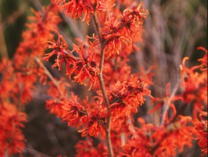 Hamamel prostredný 'Ruby Glow'