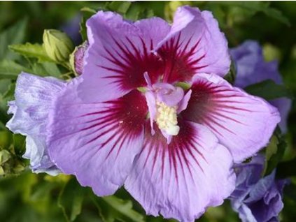 Ibištek sýrsky B'TWIST LAVENDER 'Mingravi4' PBR