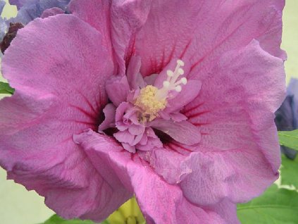 Ibištek sýrsky ERUPTION 'Mineru' PBR