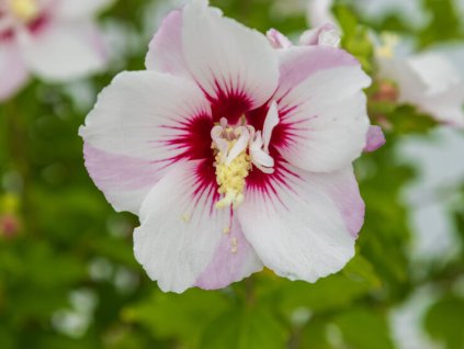 Ibištek sýrsky 'Fiji'