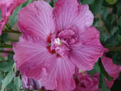 Ibištek sýrsky POMPEI 'Minsygrou02'