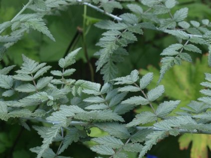 Černík tibetský 'Silver Fern'