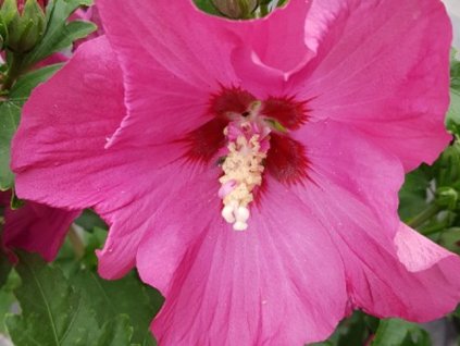 Ibištek sýrsky Sup'Bridge 'Minsyrou17'