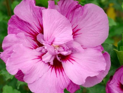 Ibištek sýrsky TAHITI 'Mineru'