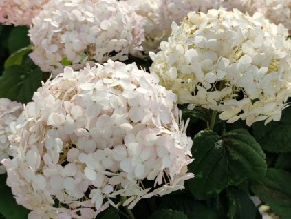 Hortenzia stromčekovitá BellaRagazza 'Blanchetta'