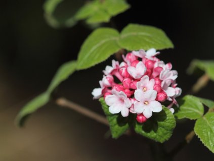 Kalina Carlesova 'Diana'