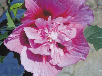 Ibištek sýrsky 'Nolwenn'