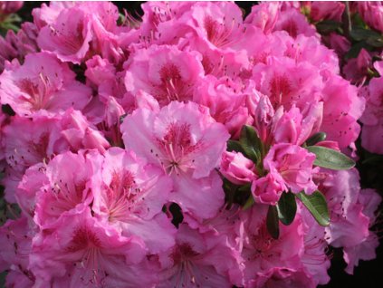 Japonská azalka 'Ola'