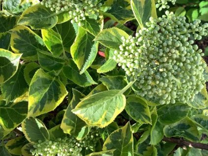 Hortenzia popínavá 'Miranda'