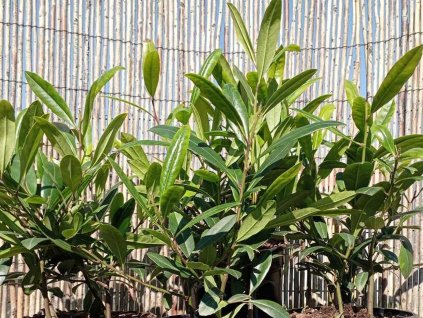 Cezmína paraguayská 'Garden 2 Cup'