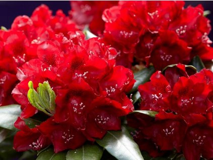 Rododendrón 'Cherry Kiss'