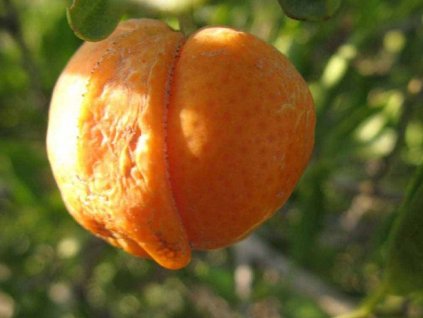 Citrumelo Glauca x Shekwasha