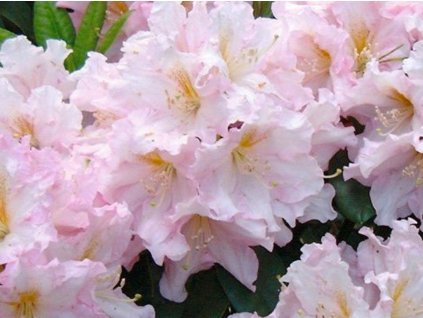 Rododendrón 'Dagmar'