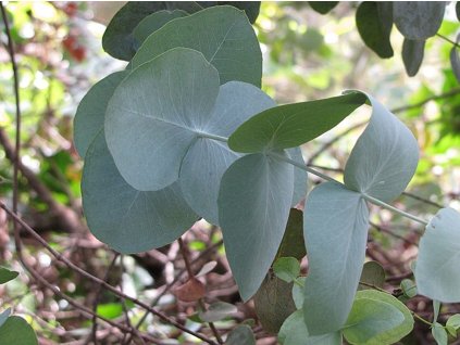 Eukalyptus cinerea