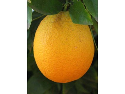 Pomarančovník 'Jaffa' (Shamouti)