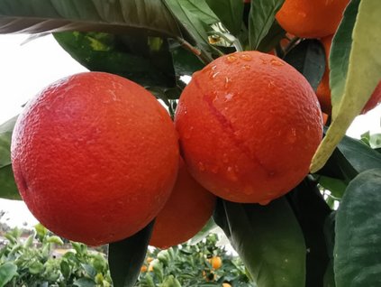 Pomarančovník 'Moro'