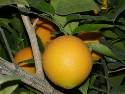 Pomarančovník 'Prostějovský'