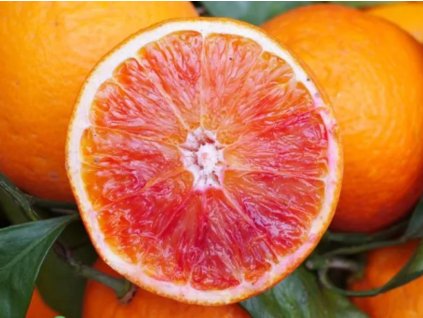 Pomarančovník 'Sanguinello'