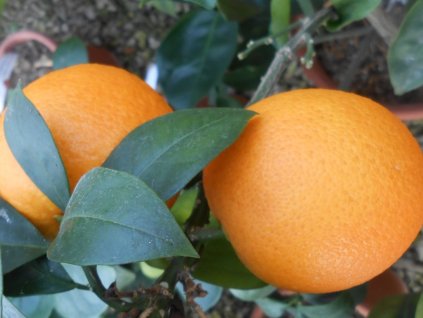 Pomarančovník 'Vainiglia Apireno'