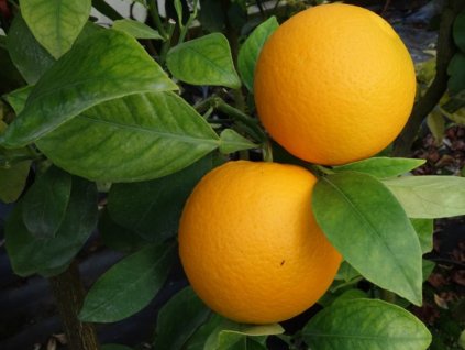 Pomarančovník 'Verna' (Berna)