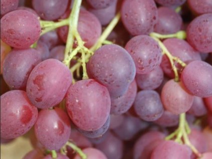 Vinič 'Kišmiš Džin'