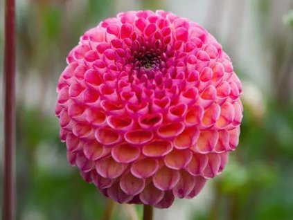 Georgína 'Burlesca'