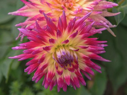 Georgína 'Electric Flash'