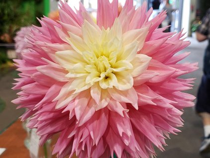 Georgína 'Just Married'